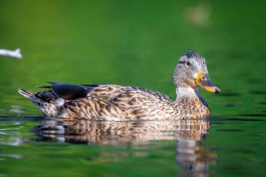 2025 gölündeki ördekler