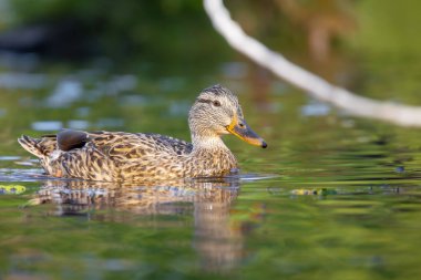 2025 gölündeki ördekler