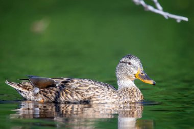 2025 gölündeki ördekler