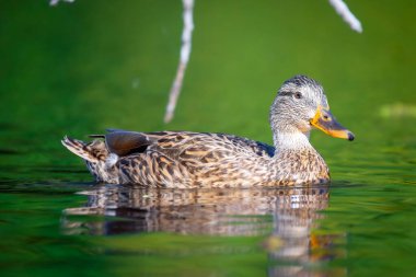 2025 gölündeki ördekler