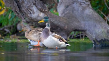 2025 gölündeki ördekler