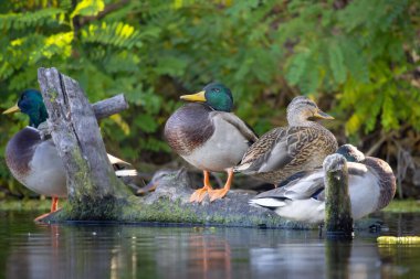 2025 gölündeki ördekler
