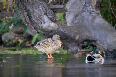2025 gölündeki ördekler