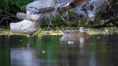 2025 gölündeki ördekler