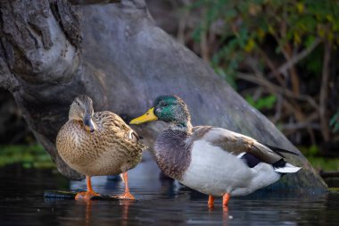 2025 gölündeki ördekler