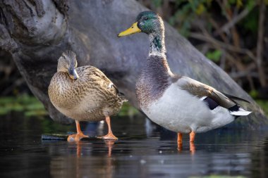 2025 gölündeki ördekler