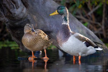 2025 gölündeki ördekler