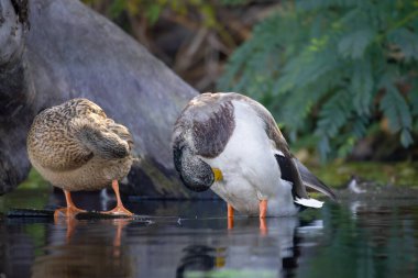 2025 gölündeki ördekler
