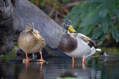 2025 gölündeki ördekler