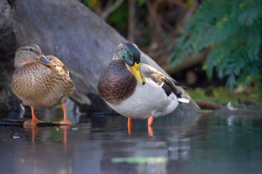 2025 gölündeki ördekler