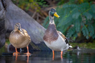 2025 gölündeki ördekler