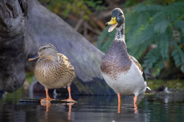 2025 gölündeki ördekler
