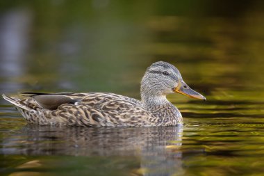 2025 gölündeki ördekler