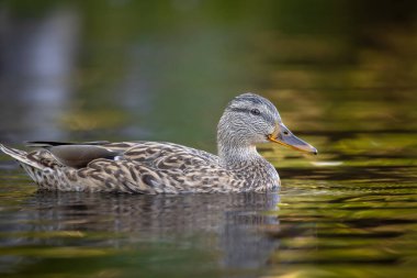2025 gölündeki ördekler