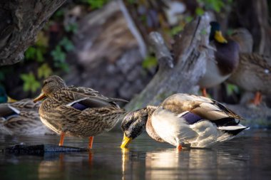 2025 gölündeki ördekler