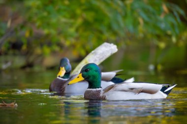 2025 gölündeki ördekler