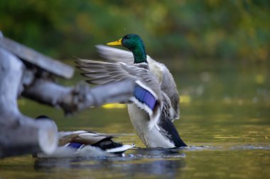 2025 gölündeki ördekler