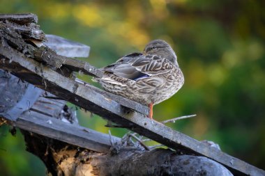 2025 gölündeki ördekler