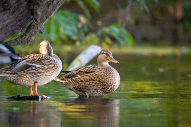 2025 gölündeki ördekler