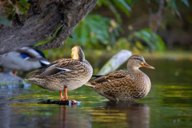 2025 gölündeki ördekler