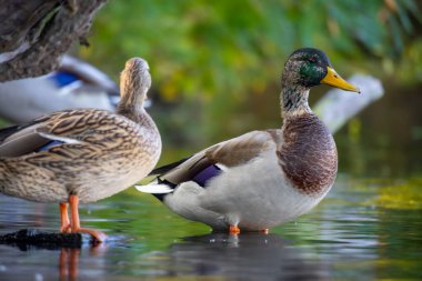 2025 gölündeki ördekler