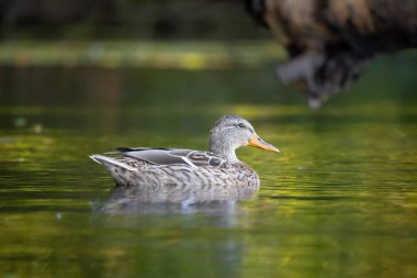 2025 gölündeki ördekler