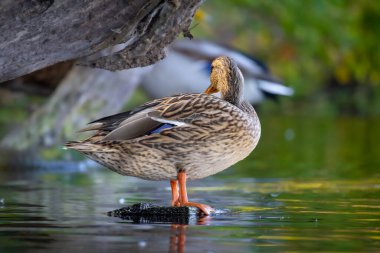 2025 gölündeki ördekler