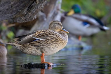 2025 gölündeki ördekler