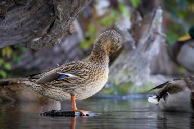 2025 gölündeki ördekler
