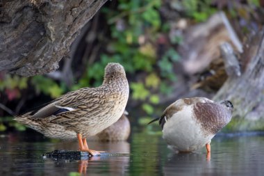 2025 gölündeki ördekler