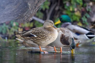 2025 gölündeki ördekler