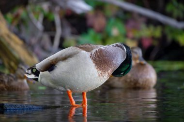 2025 gölündeki ördekler