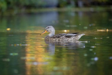 2025 gölündeki ördekler