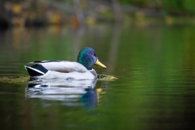 2025 gölündeki ördekler