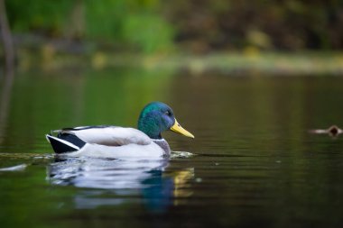 2025 gölündeki ördekler