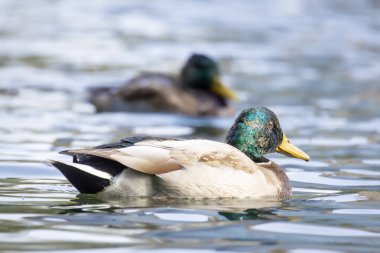 2025 gölündeki ördekler