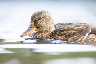 2025 gölündeki ördekler