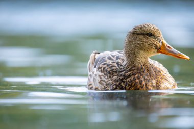 2025 gölündeki ördekler
