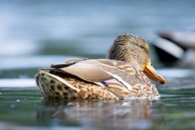 2025 gölündeki ördekler