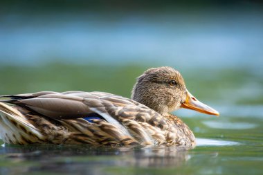 2025 gölündeki ördekler