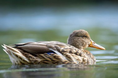 2025 gölündeki ördekler
