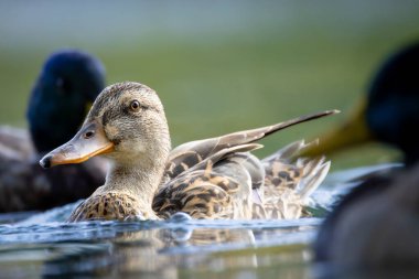 2025 gölündeki ördekler