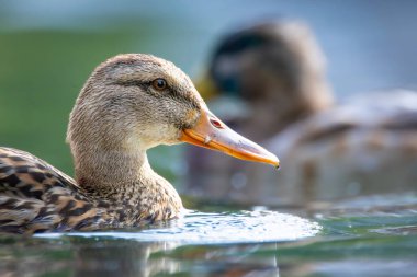 2025 gölündeki ördekler