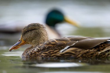 2025 gölündeki ördekler