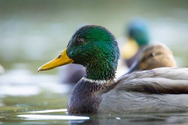 2025 gölündeki ördekler