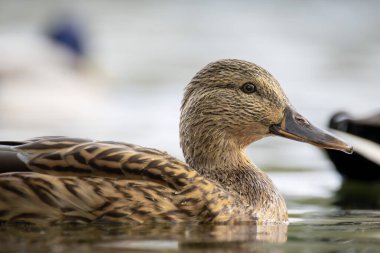 2025 gölündeki ördekler