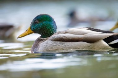 2025 gölündeki ördekler