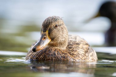 2025 gölündeki ördekler