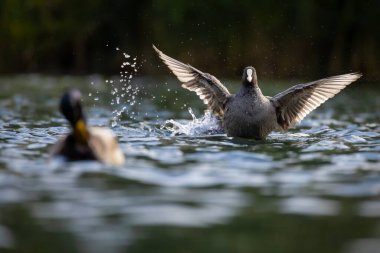 2025 gölündeki ördekler