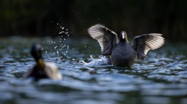 2025 gölündeki ördekler